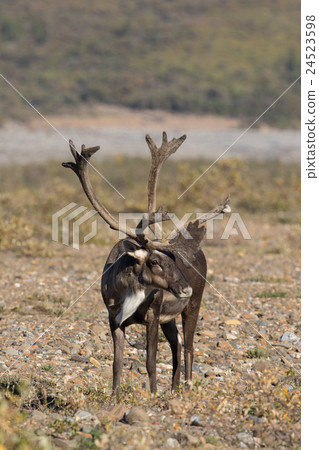 Caribou Bull in Velvet Caribou Bull in Velvet 24523598