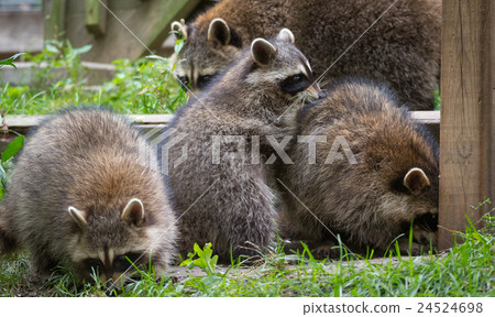 Young members of raccoon (Procyon lotor) family. 24524698