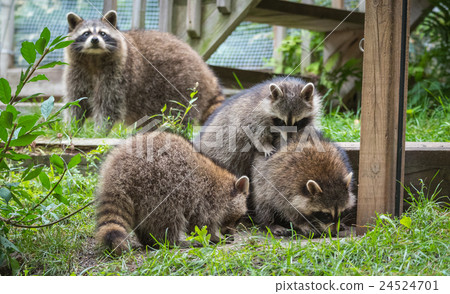 Young members of raccoon (Procyon lotor) family. 24524701