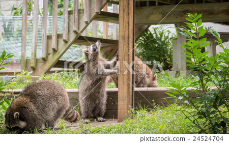 Young members of raccoon (Procyon lotor) family. 24524704