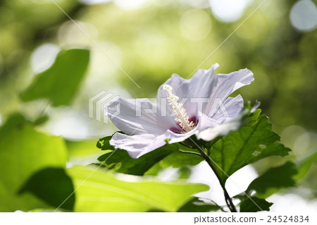Muggies blooming in the shade Muggies blooming in the shade 24524834