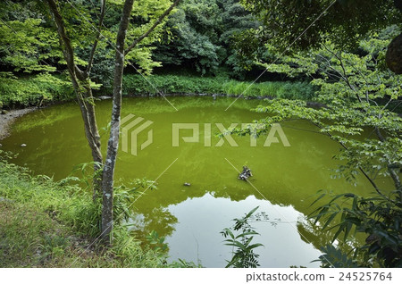 The Little White Rabbit Legend of the Blessed Pond Hakuba Shrine Inaba 24525764
