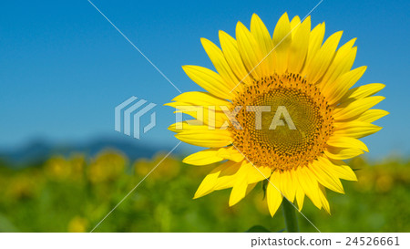 Sunflower 16: 9 24526661