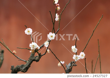 Plum blossoms Plum blossoms 24527327
