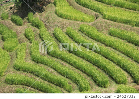 一千張 一千張 24527332