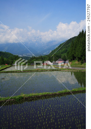 Rice terrace of blue demon Rice terrace of blue demon 24527797
