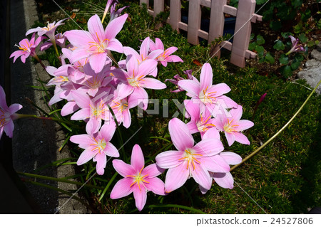 Bright pink is beautiful, saffron flowering flower -4 24527806