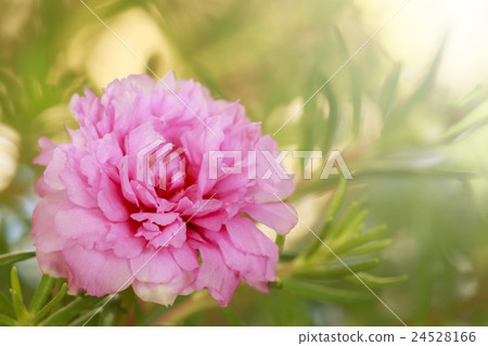 Portulaca Oleracea Flower 24528166