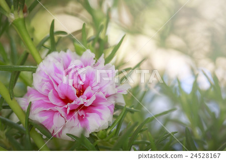 Portulaca Oleracea Flower 24528167