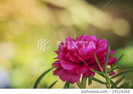 Portulaca Oleracea Flower 24528168