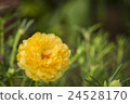 Portulaca Oleracea Flower 24528170