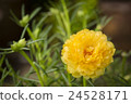 Portulaca Oleracea Flower 24528171