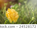 Portulaca Oleracea Flower 24528172