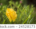 Portulaca Oleracea Flower 24528173