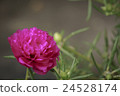 Portulaca Oleracea Flower 24528174
