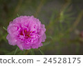 Portulaca Oleracea Flower 24528175