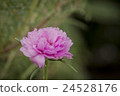 Portulaca Oleracea Flower 24528176