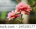 Portulaca Oleracea Flower 24528177