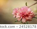 Portulaca Oleracea Flower 24528178