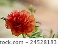 Portulaca Oleracea Flower 24528183