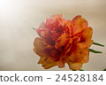 Portulaca Oleracea Flower 24528184