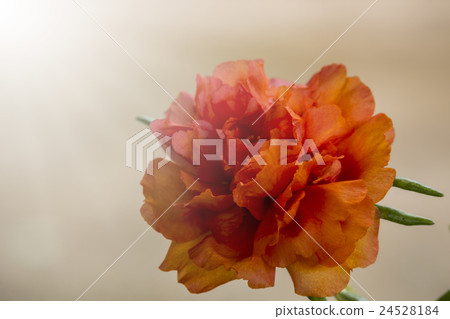 Portulaca Oleracea Flower Portulaca Oleracea Flower 24528184