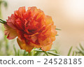 Portulaca Oleracea Flower 24528185