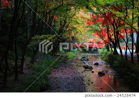 Enjo地區的Miyagawa神社的秋葉 24528474