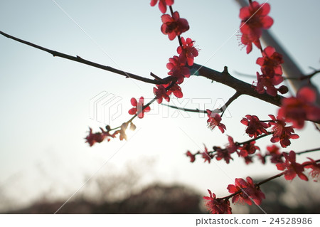 梅花剪影1 梅花剪影1 24528986