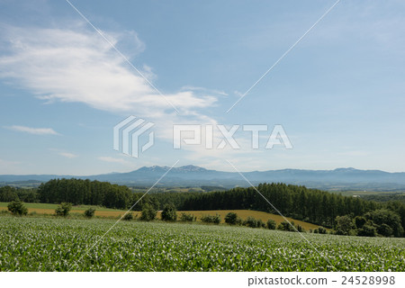 Biei no Oka 24528998