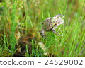 Spring Frog 24529002