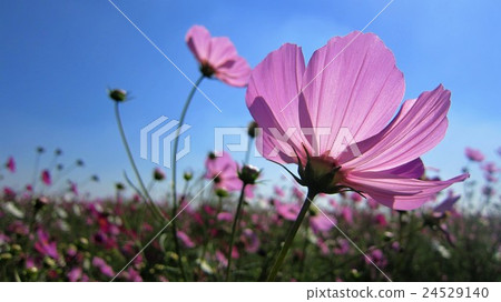 藍天和宇宙 24529140