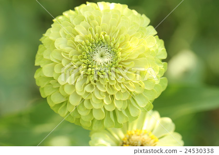 Jinior Elegance 24530338