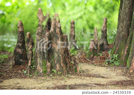 Rakusho's roots 24530339