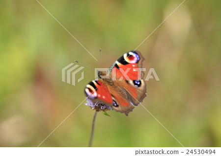 Peacock Butterfly ① Peacock Butterfly ① 24530494