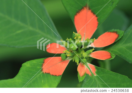 I often see plants in nature plants, recently in Chiba. It seems to be born in Brazil and North America I often see plants in nature plants, recently in Chiba. It seems to be born in Brazil and North America 24530638