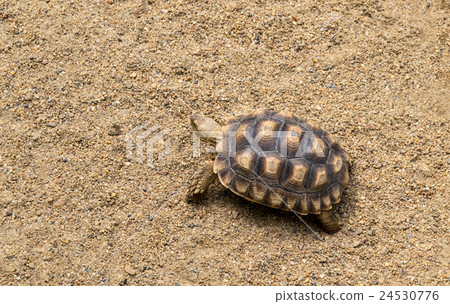 Tortoise walking on the sand 24530776