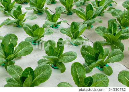 Hydroponic vegetables growing in greenhouse Hydroponic vegetables growing in greenhouse 24530782
