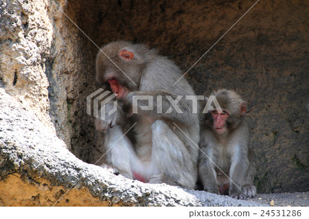 Japanese macaques 24531286