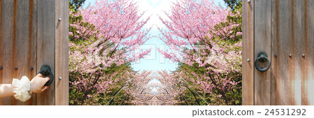 Season of cherry blossoms 24531292