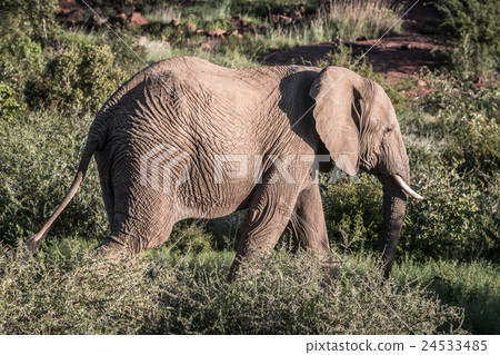 Stock Photo: Elephant in African Safari