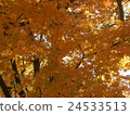秋天的樹葉 24533513