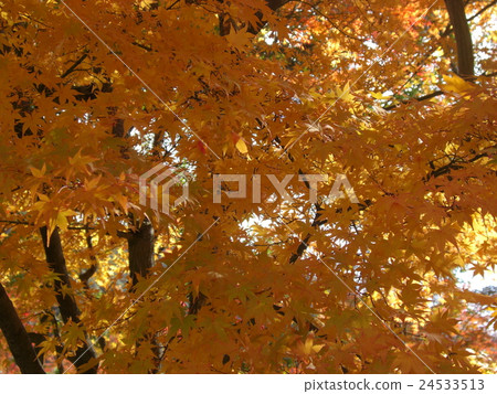 秋天的樹葉 24533513