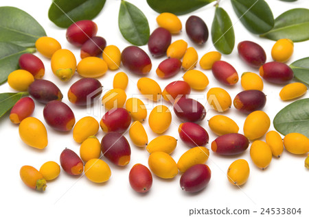 Ryukyu ebony fruit 24533804