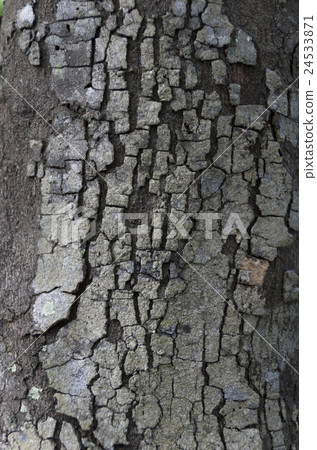 Epidermis of Ryukyu Ebony 24533871