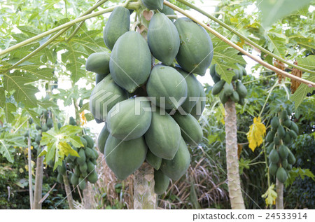 木瓜 木瓜 24533914