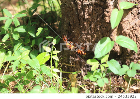 Wasps sucking sap Wasps sucking sap 24533922