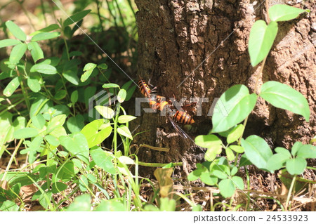 Wasps sucking sap Wasps sucking sap 24533923