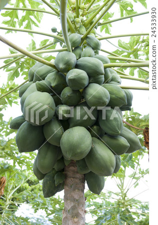 papaya papaya 24533930