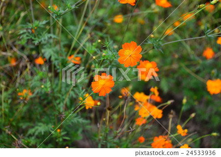 Ikoma Plateau 24533936